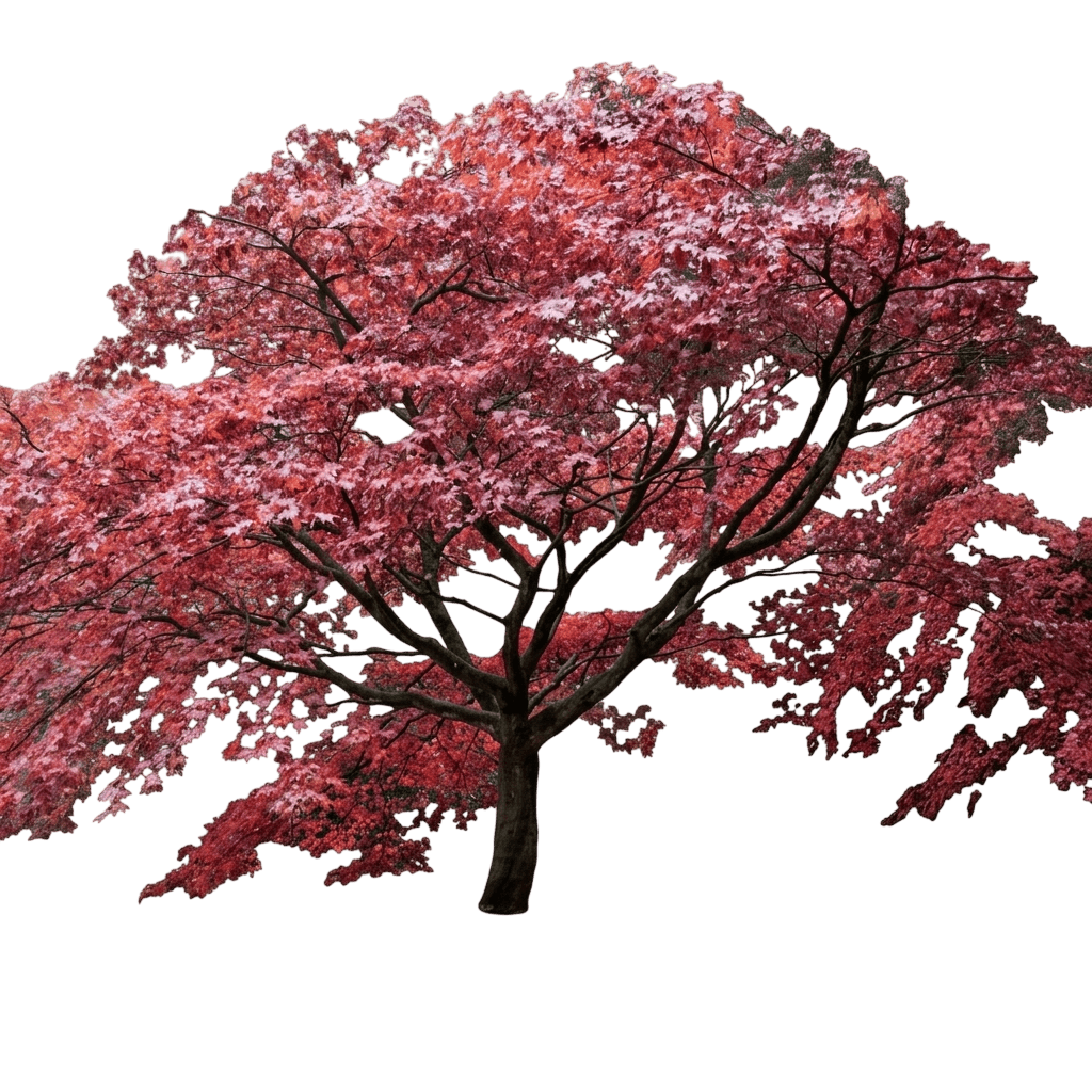 Twombly'S Red Sentinel Japanese Maple Tree (Acer Palmatum Var. Palmatum 'Twombly') - Shade Trees