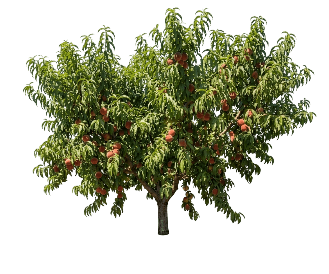 Fantasia Nectarine (Prunus Persica 'Fantasia') - Fruit Trees