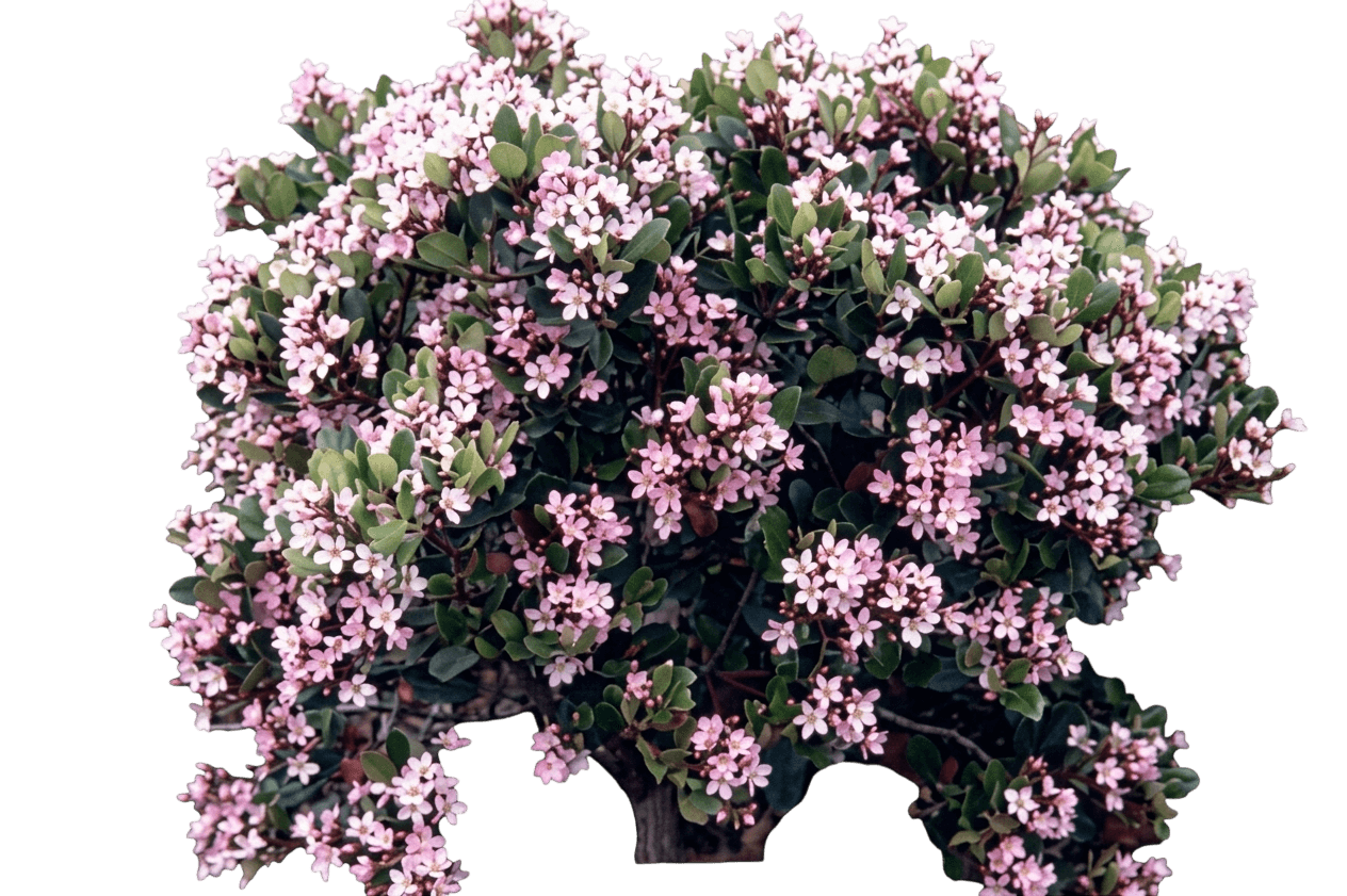 Dwarf Yedda Hawthorn (Rhaphiolepis Umbellata 'Minor') - Ground Layers