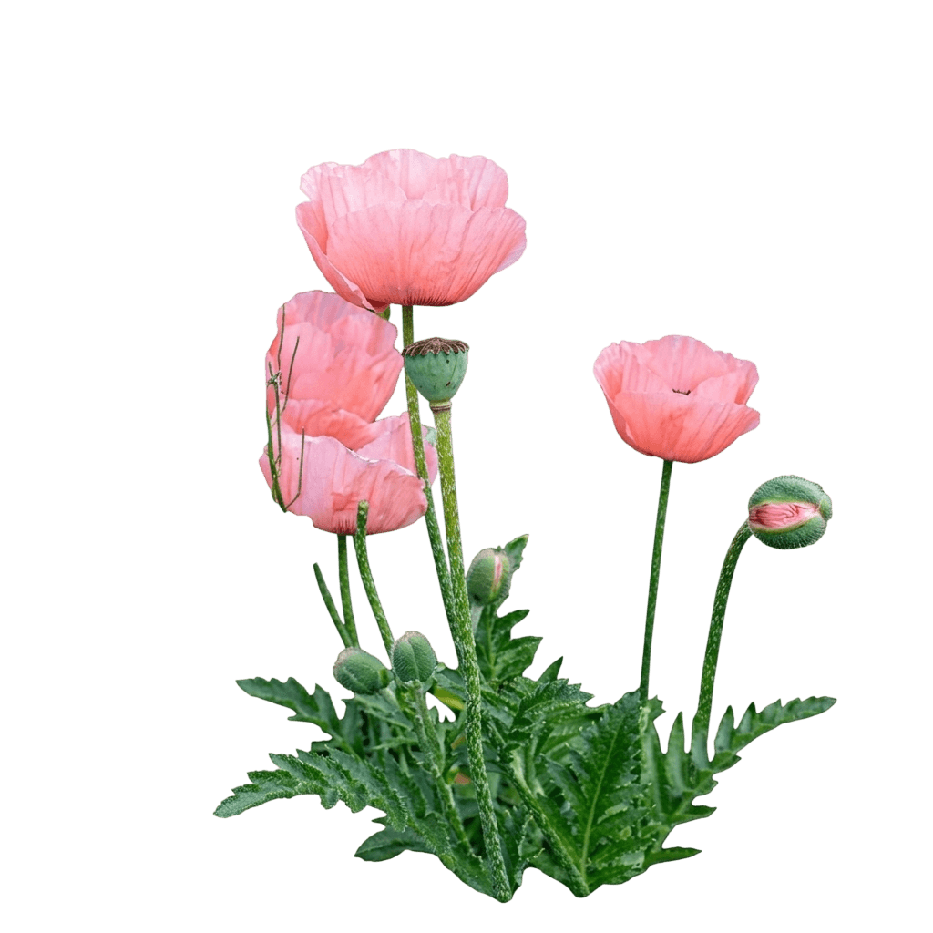 Deckblattmohn (Papaver Orientale 'Princess Victoria Louise') - Stauden