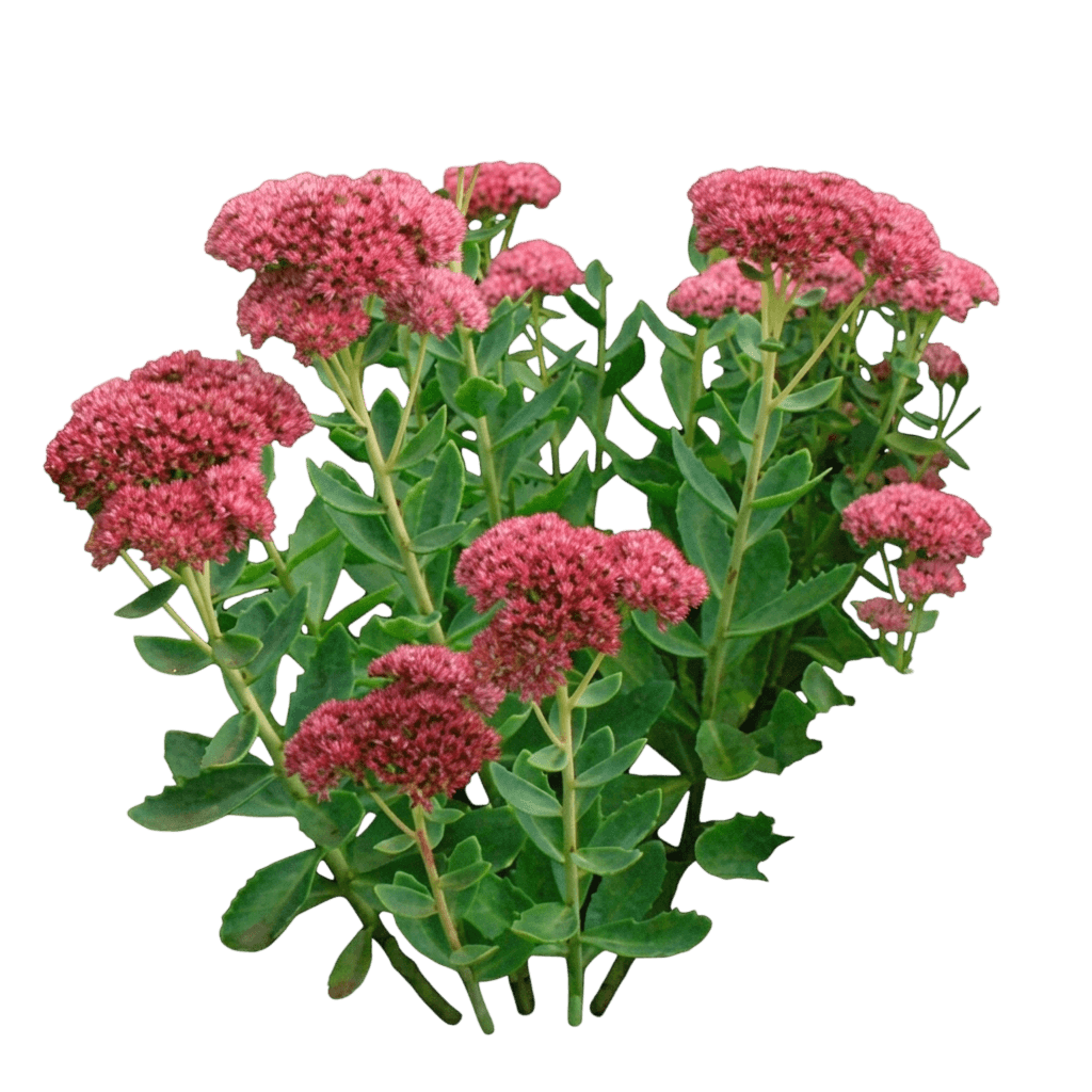 Rock 'N Low™ Boogie Woogie Sedum (Sedum X Var. X 'Boogie Woogie') - Succulents