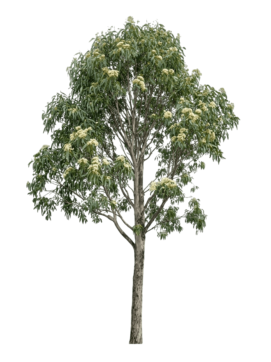 moreton bay ash (Corymbia Tessellaris) - Evergreen trees