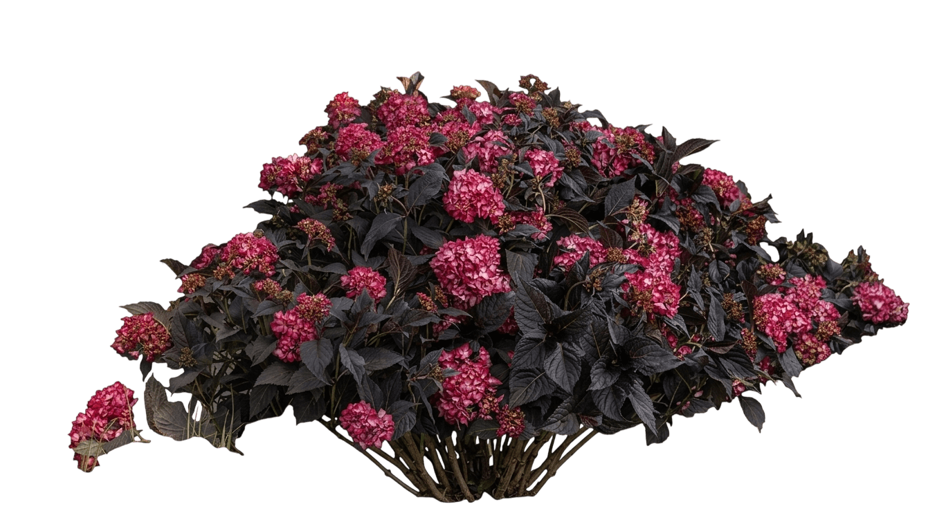 DreamCloud® Reblooming Hydrangea (Hydrangea Macrophylla Var. Macrophylla 'Bailmaceight') - Shrubs
