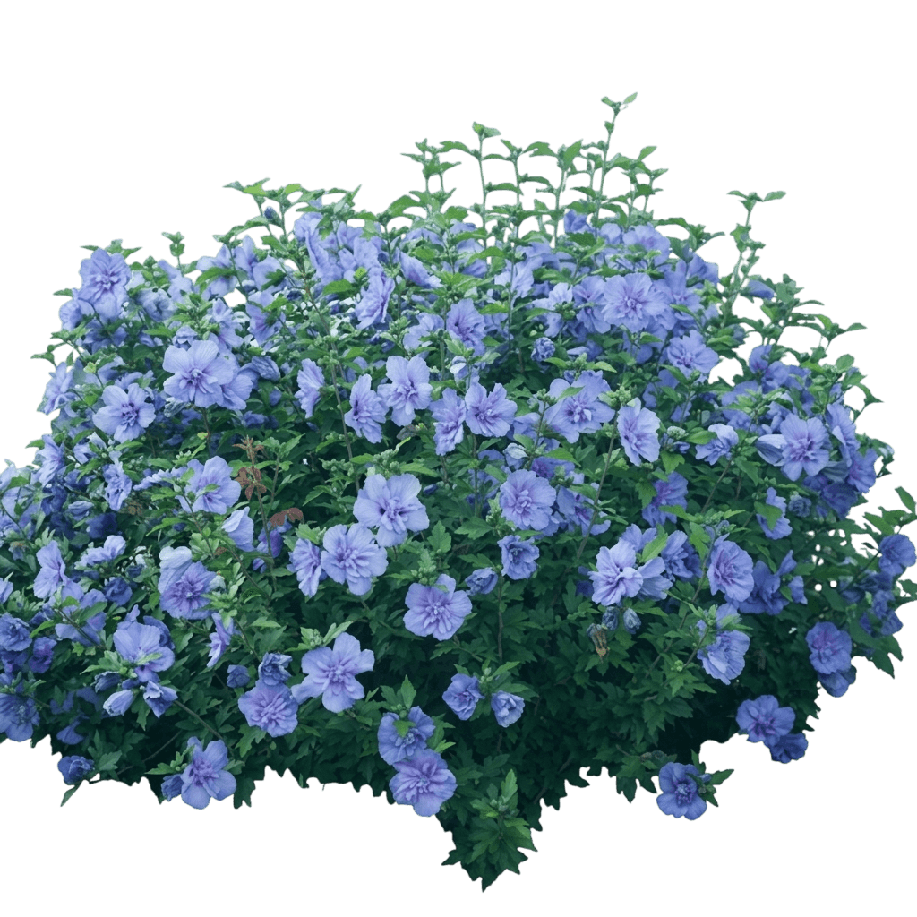 Blue Chiffon® Rose Of Sharon (Hibiscus Syriacus Blue Chiffon 'Notwoodthree') - Ground Layers