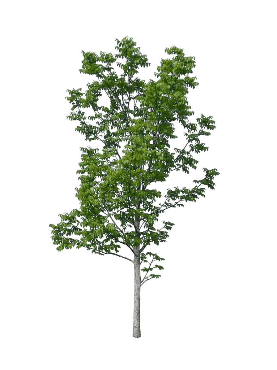 Black Ash (Fraxinus Nigra) - Shade Trees