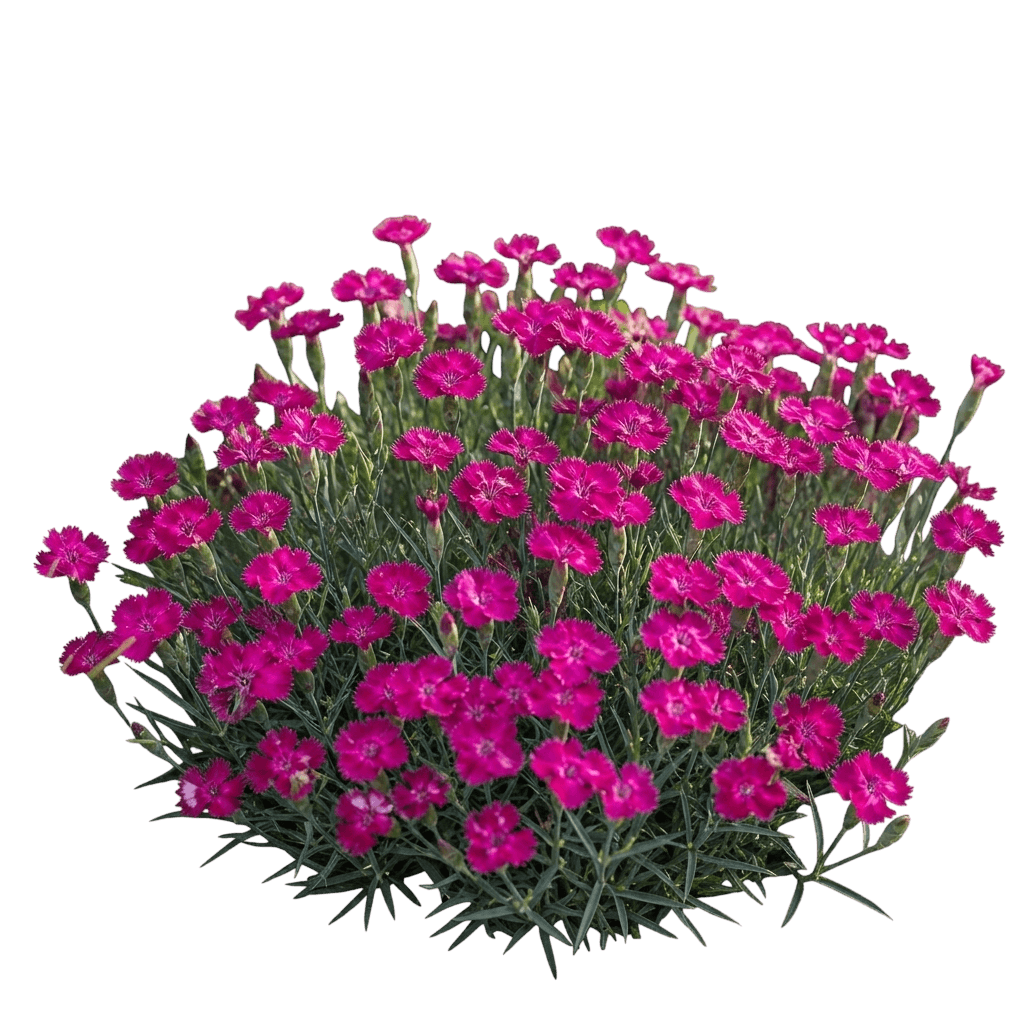 Watermelon Ice Pinks (Dianthus Hybrida 'G18139') - Perennials