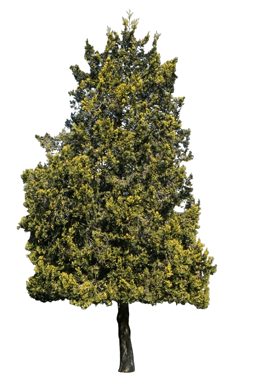 Westmont Chinese Arborvitae (Platycladus Orientalis 'Westmont') - Ground Layers