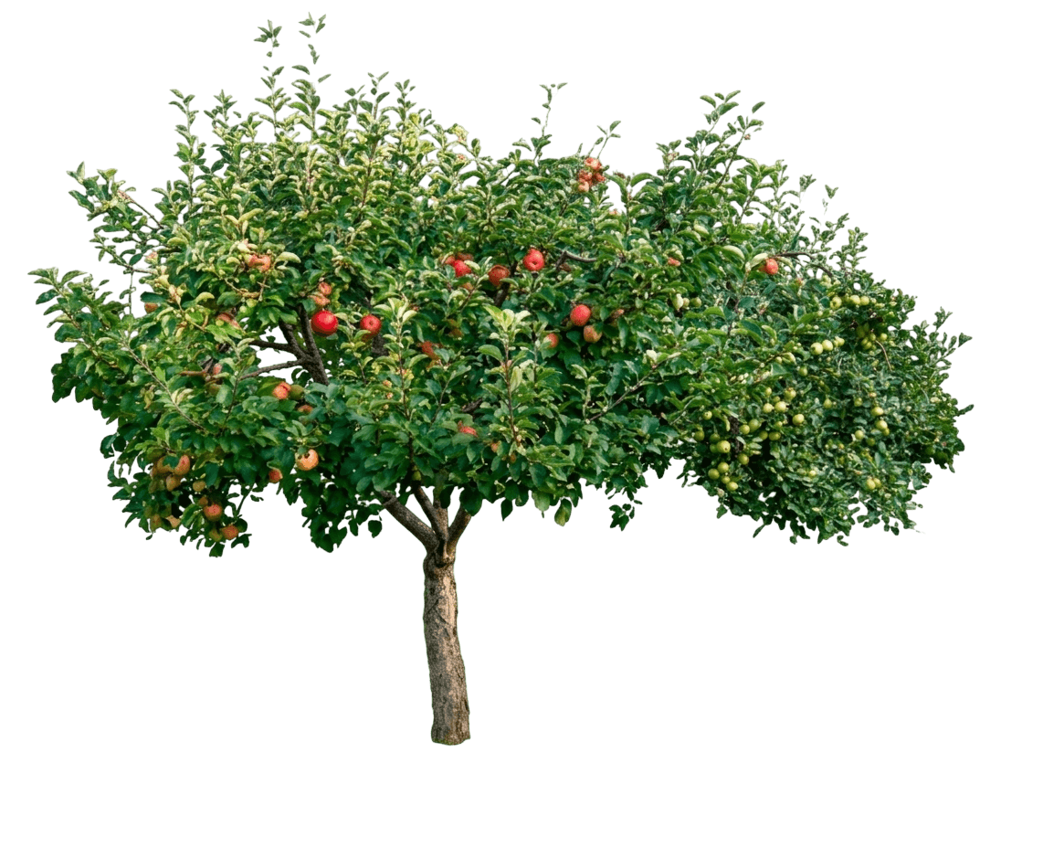 Apple, Liberty (Malus 'Liberty') - Fruit Trees