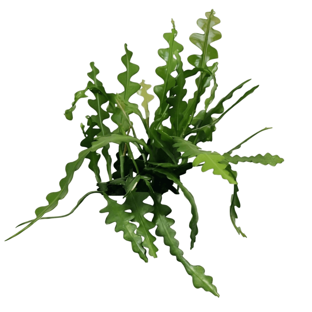 Fishbone Cactus (Disocactus Anguliger) - Indoor Plants