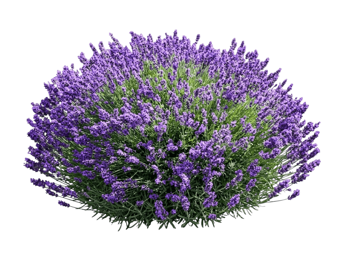English Lavender (Lavandula Angustifolia 'Imperial Gem') - Ground Layers