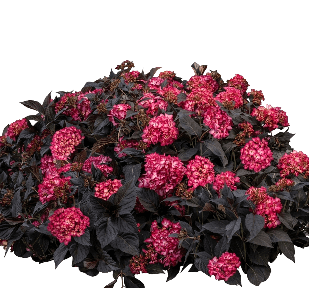 Eclipse® Hydrangea (Hydrangea Macrophylla Eclipse 'Bailmacseven') - Ground Layers