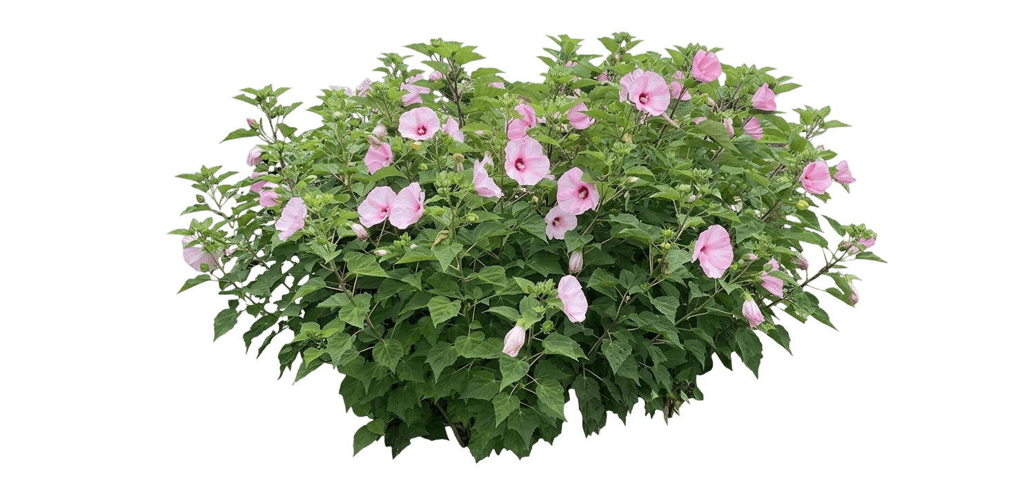 Moonshadow™ Rosita Hardy Hibiscus (Hibiscus Moscheutos) - Perennials