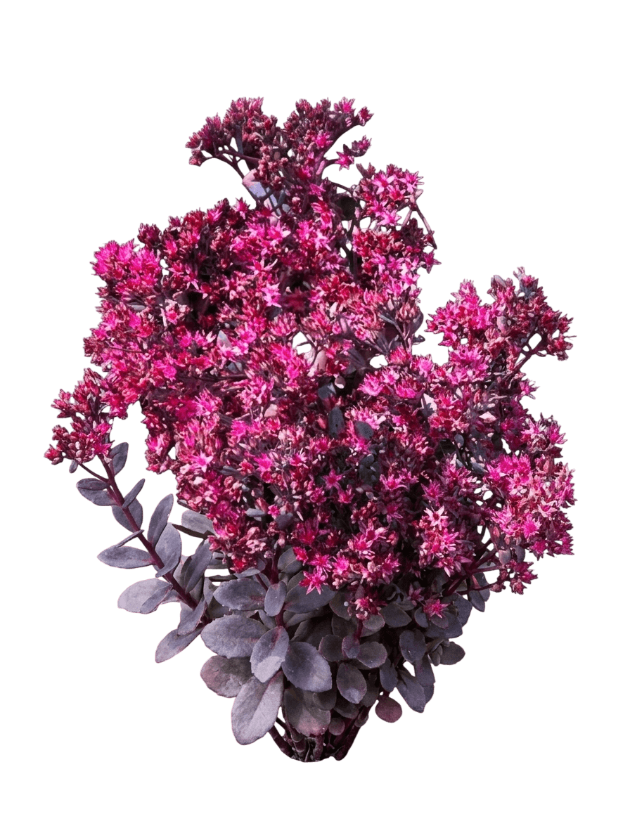 Stonecrop, Bertram Anderson (Sedum 'Bertram Anderson') - Perennials