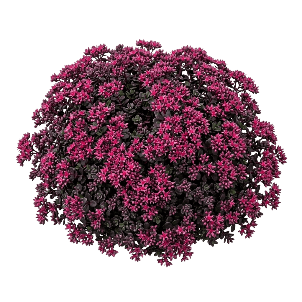 Firecracker Stonecrop (Sedum Hybrid 'Firecracker') - Succulents