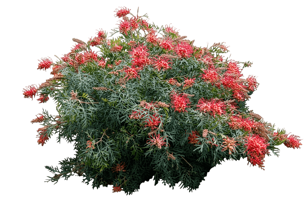 Coconut Ice (Grevillea 'Coconut Ice') - Ground Layers