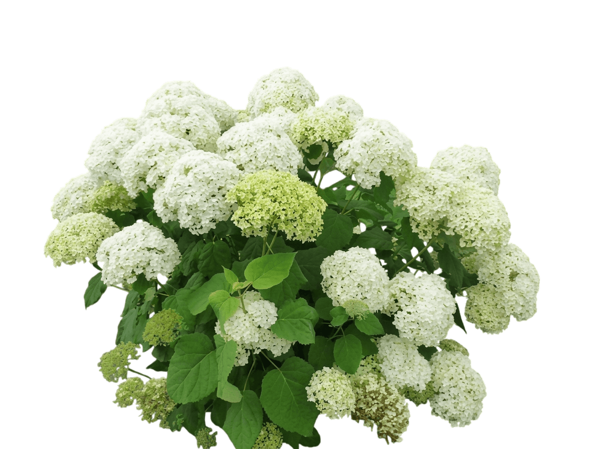 Hydrangea, Annabelle (Hydrangea Arborescens Annabelle) - Ground Layers