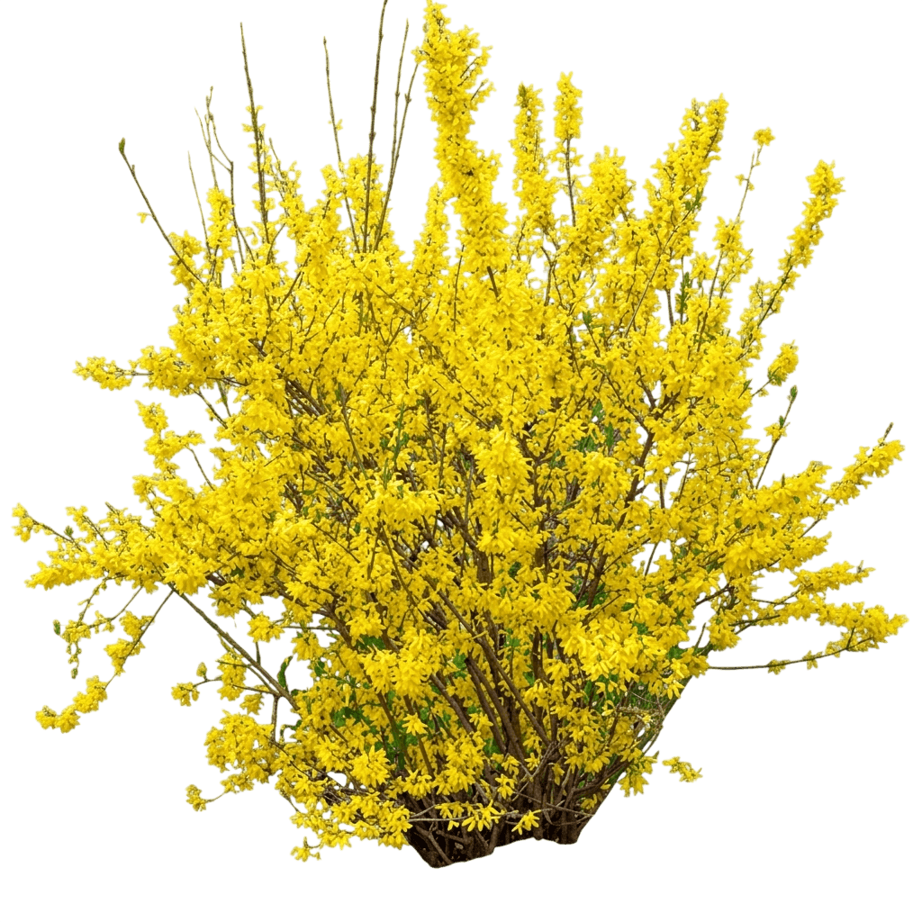 Lynwood Gold Forsythia (Forsythia X Intermedia Lynwood Gold 'Lynwood') - Ground Layers
