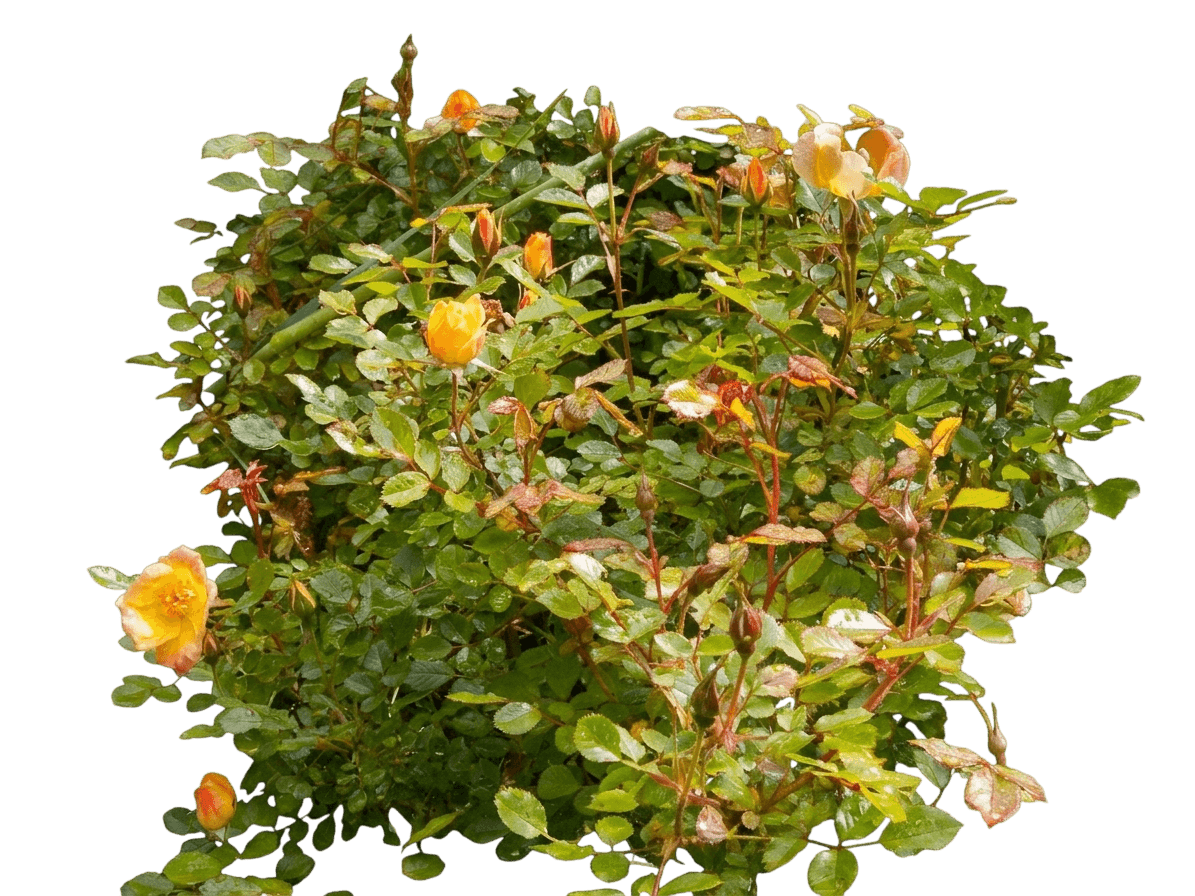 Rose, Oso Easy (Rosa 'Chewmaytime') - Ground Layers