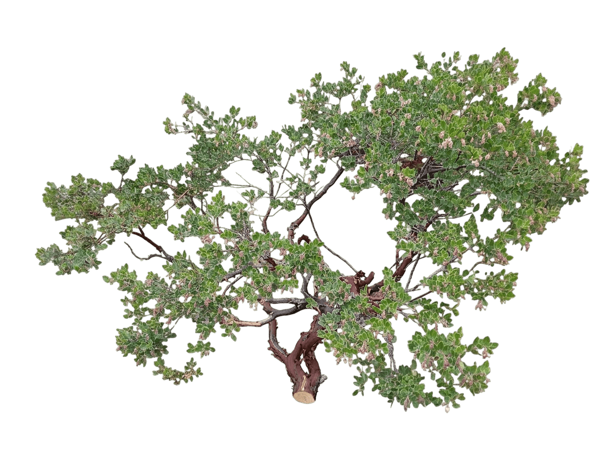Buxifolia manzanita (Arctostaphylos Hookeri 'Buxifolia') - Shrubs
