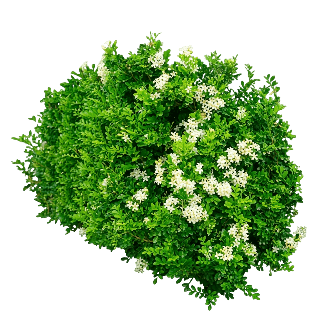 Dwarf Mock Orange (Murraya Paniculata Min A Min 'Dwarf Mock Orange') - Ground Layers