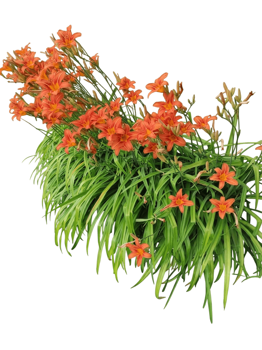 Daylily (Hemerocallis Fulva) - Perennials