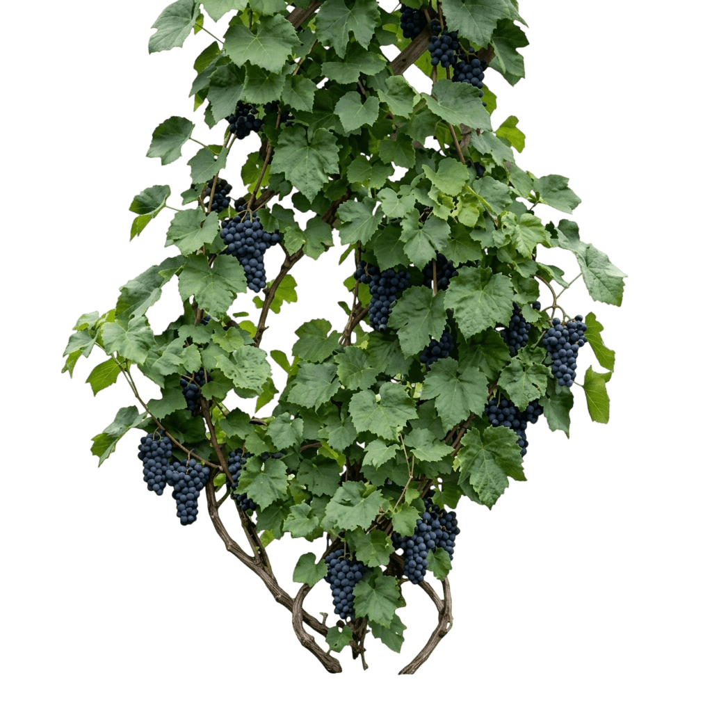 Grape, Valiant (Seeded) (Vitis 'Valiant') - Perennials