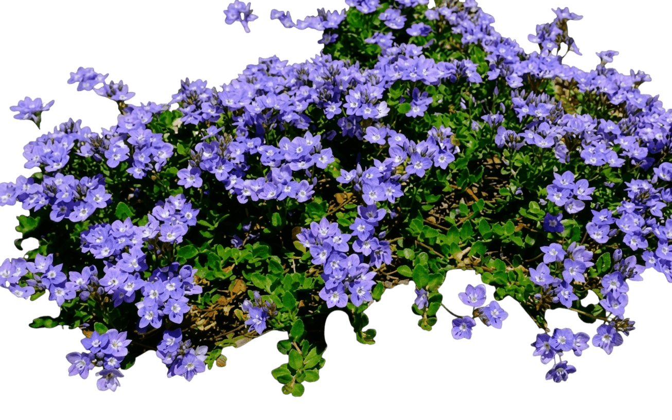 Speedwell, Turkish (Veronica Liwanensis) - Ground Layers