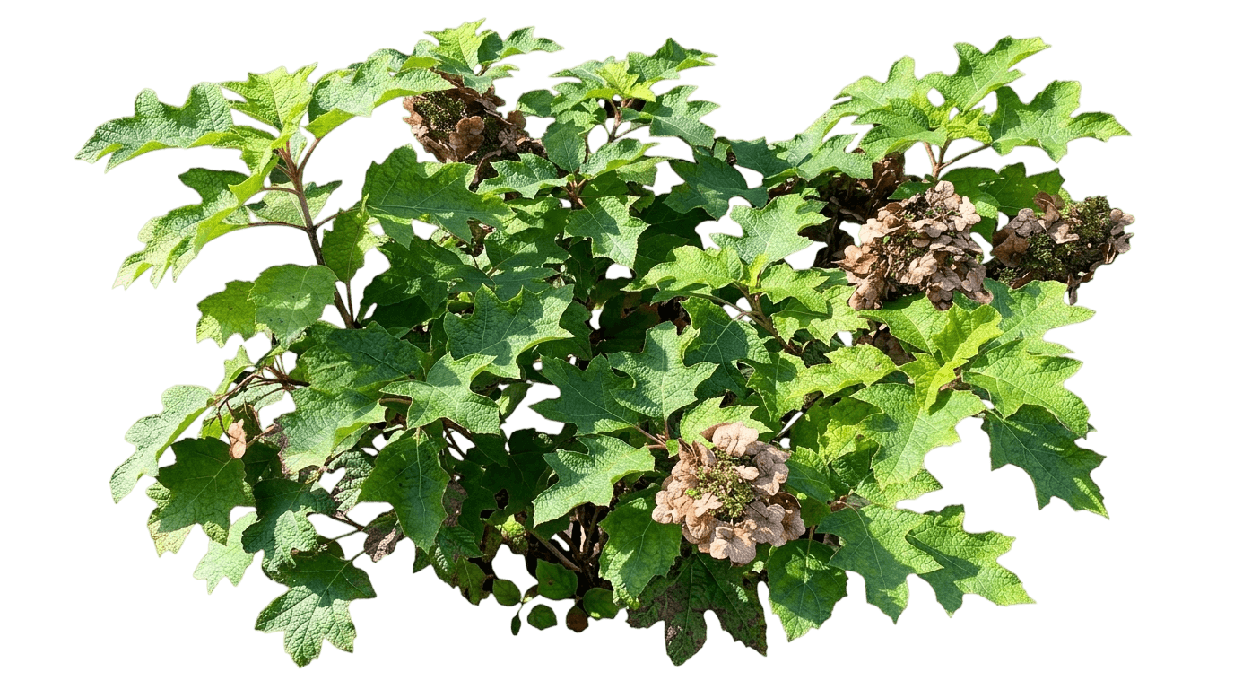 Gatsby Glow Ball Oakleaf Hydrangea (Hydrangea Quercifolia 'Nchq1') - Ground Layers