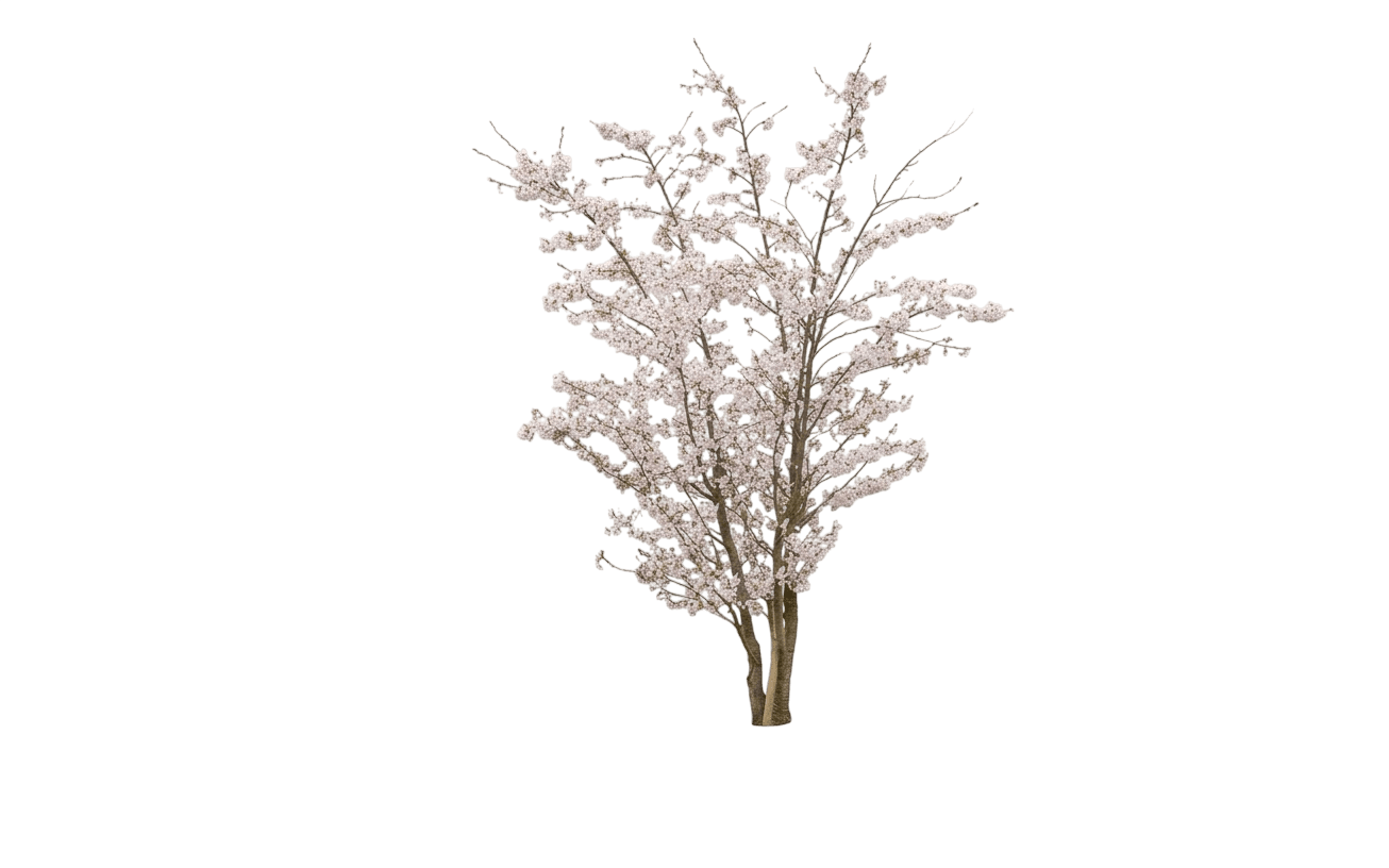 Alderman Plum (Prunus X Var. X 'Alderman') - Fruit trees