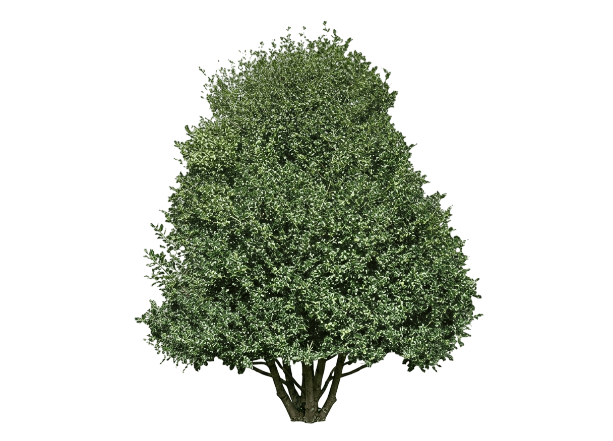 Variegated English Holly (Ilex Aquifolium 'Argentea Marginata') - Ground Layers