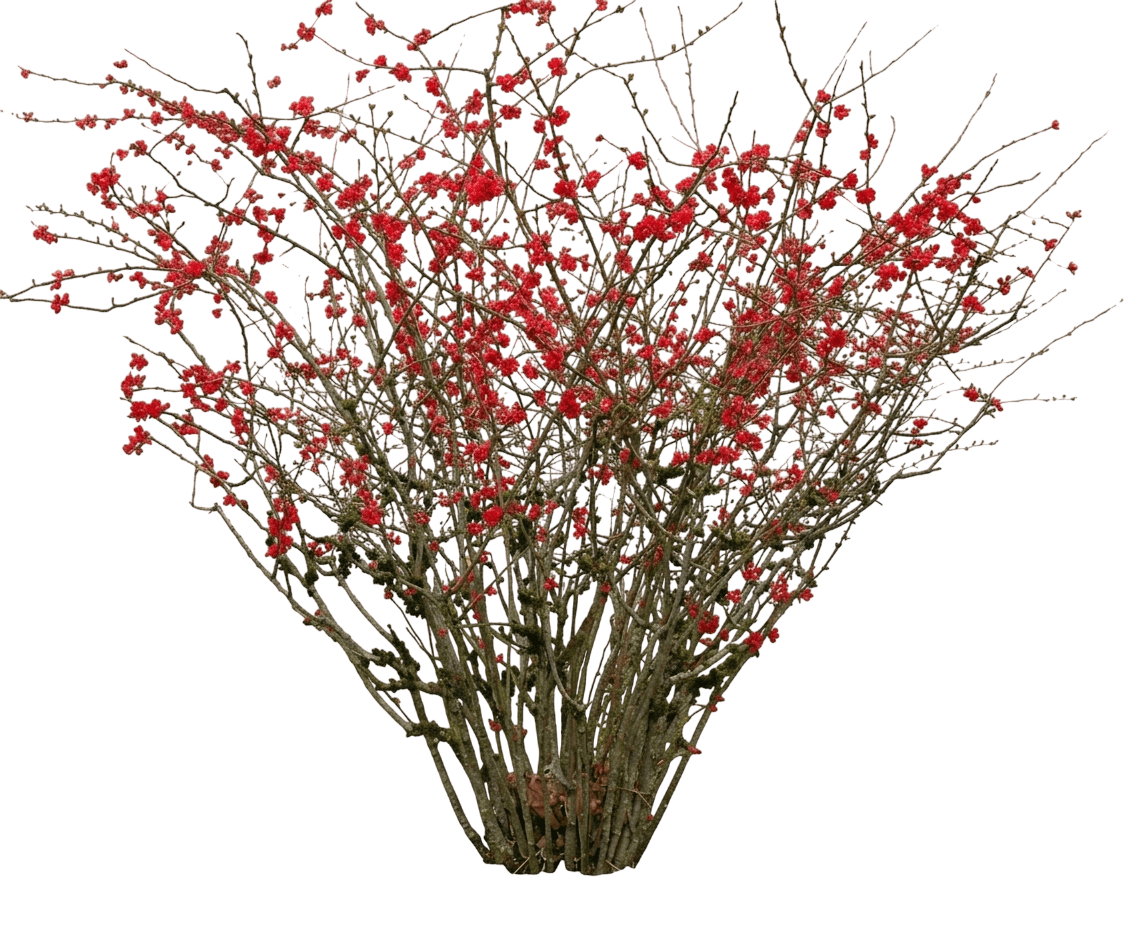 Double Take Orange® Quince (Chaenomeles Speciosa Var. Speciosa 'Orange Storm') - Shrubs