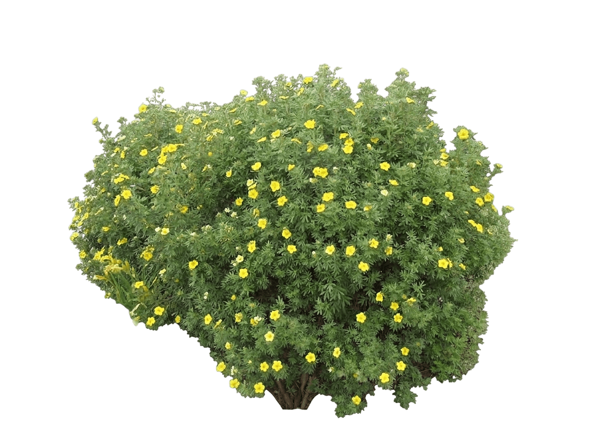 Happy Face® Orange Potentilla (Potentilla Fruticosa Var. Fruticosa 'Minporoug01') - Shrubs