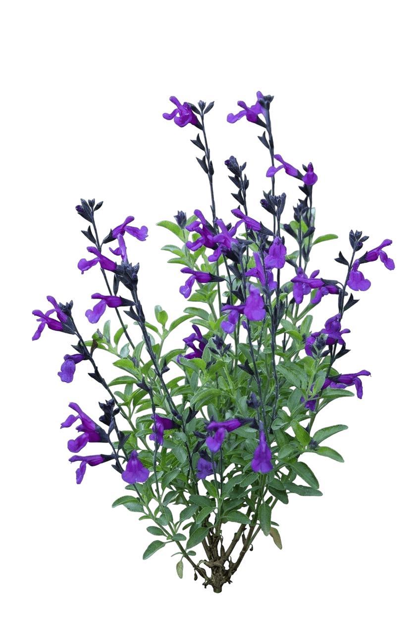 Vibe Ignition Purple Salvia (Salvia × Jamensis 'Ignition Purple') - Perennials