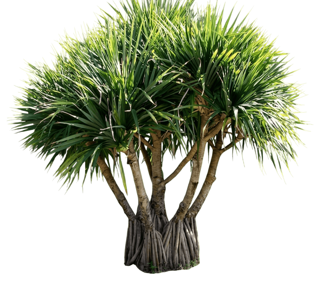 Screw Pine (Pandanus Tectorius) - Evergreen Trees
