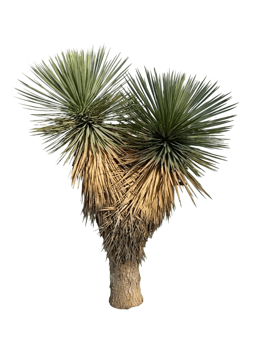 Thompson'S Yucca (Yucca Thompsoniana) - Succulents