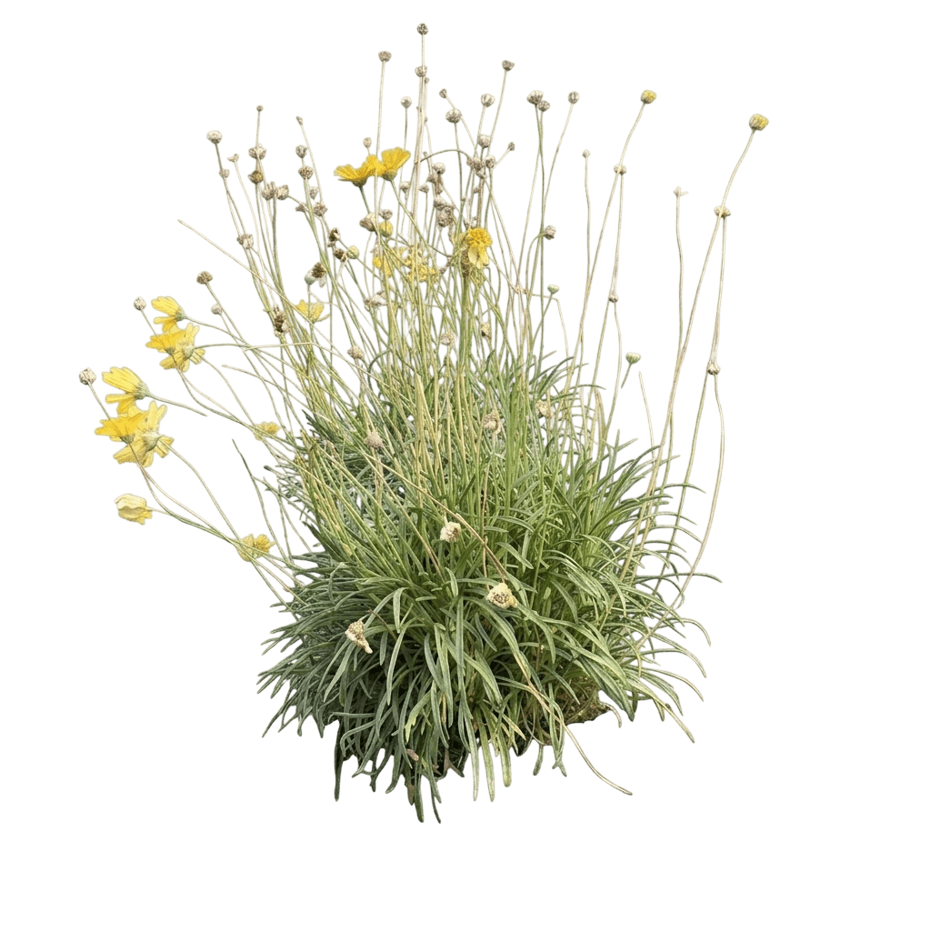 Angelita Daisy (Tetraneuris Acaulis) - Perennials