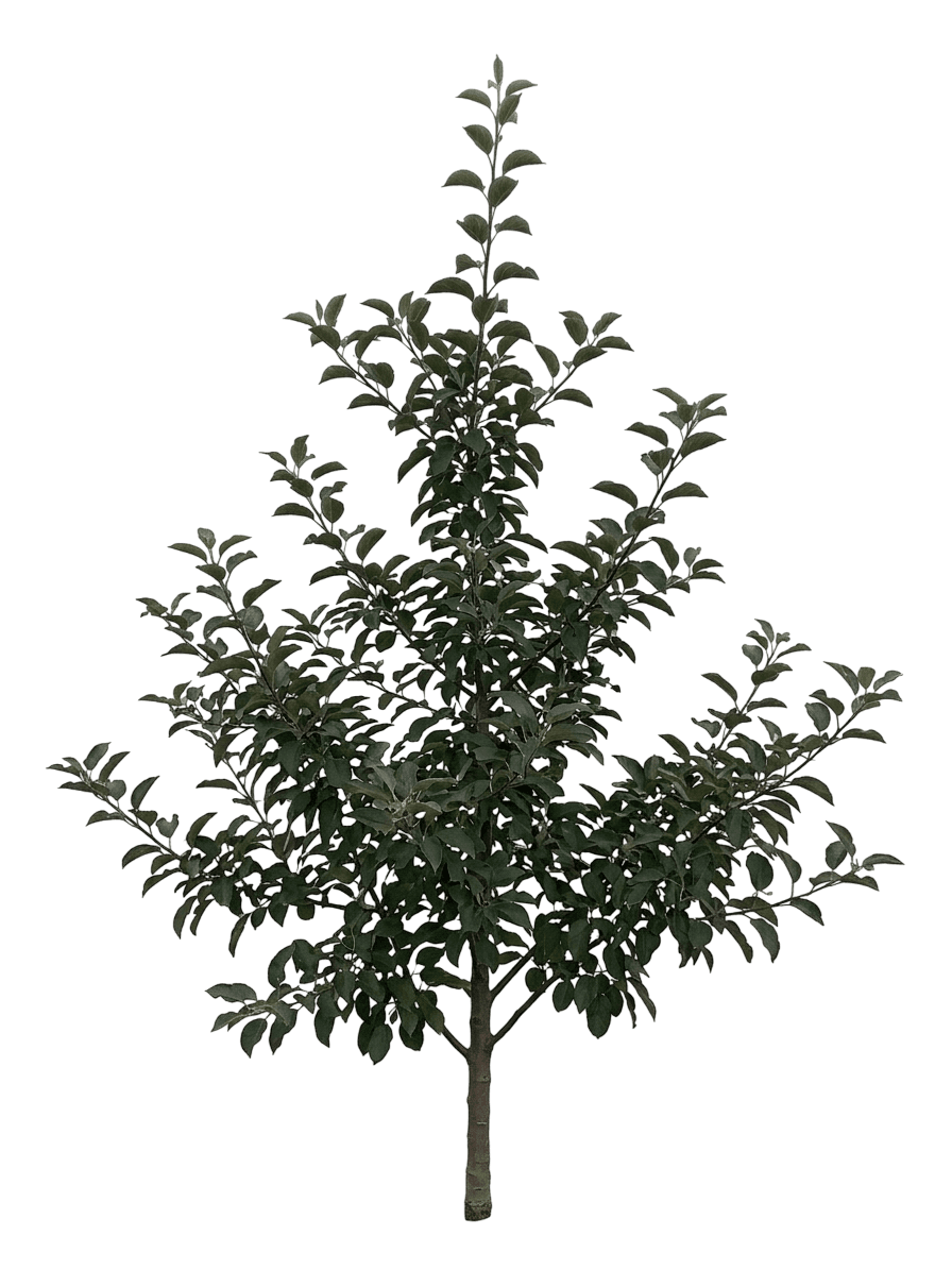 Royal Red Honeycrisp Apple Tree (Malus Domestica 'Lj-1000' Pp22,244) - Fruit Trees