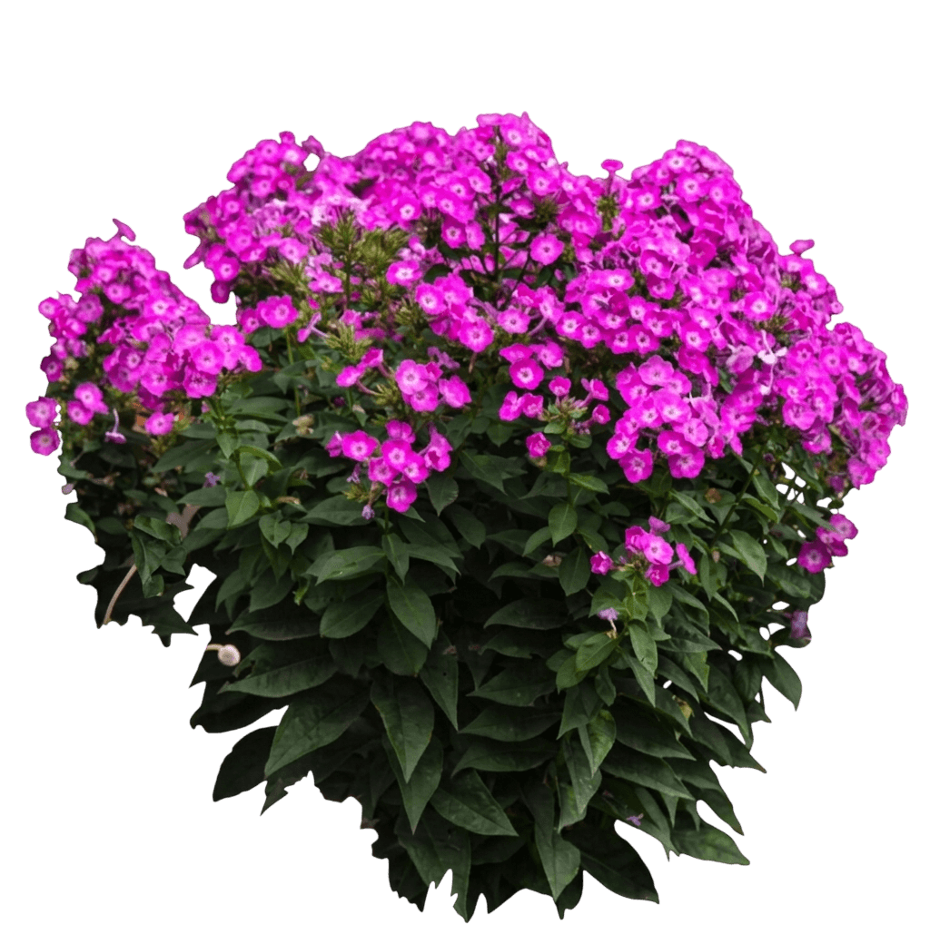 Fashionably Early Flamingo Hybrid Phlox (Phlox X Var. X 'Fashionably Early Flamingo') - Perennials
