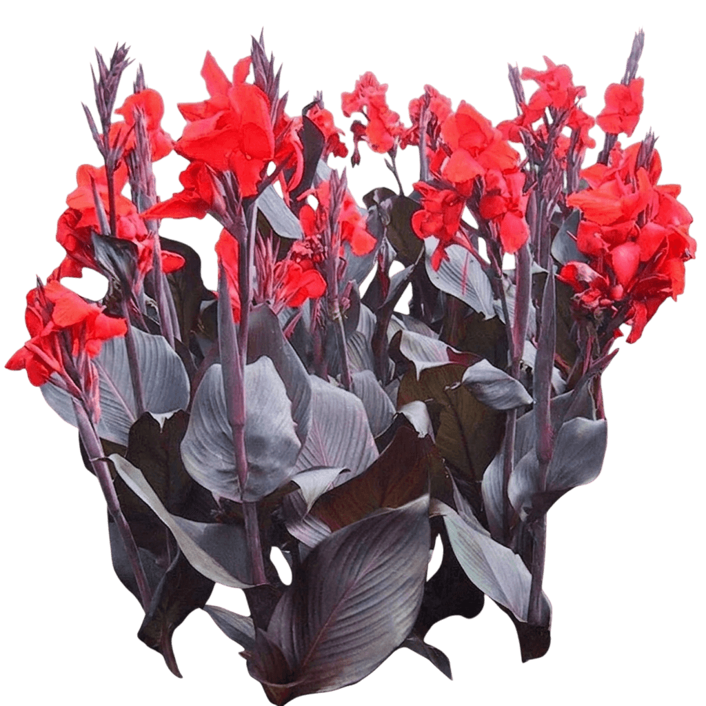 Tropicanna Canna (Canna Indica 'Phasion') - Perennials