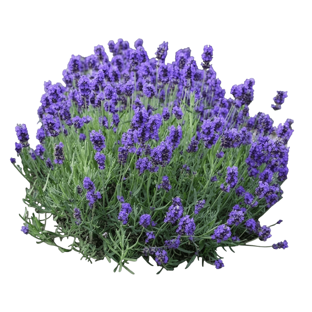 La Diva Eternal Elegance English Lavender (Lavandula Angustifolia 'Eternal Elegance') - Perennials