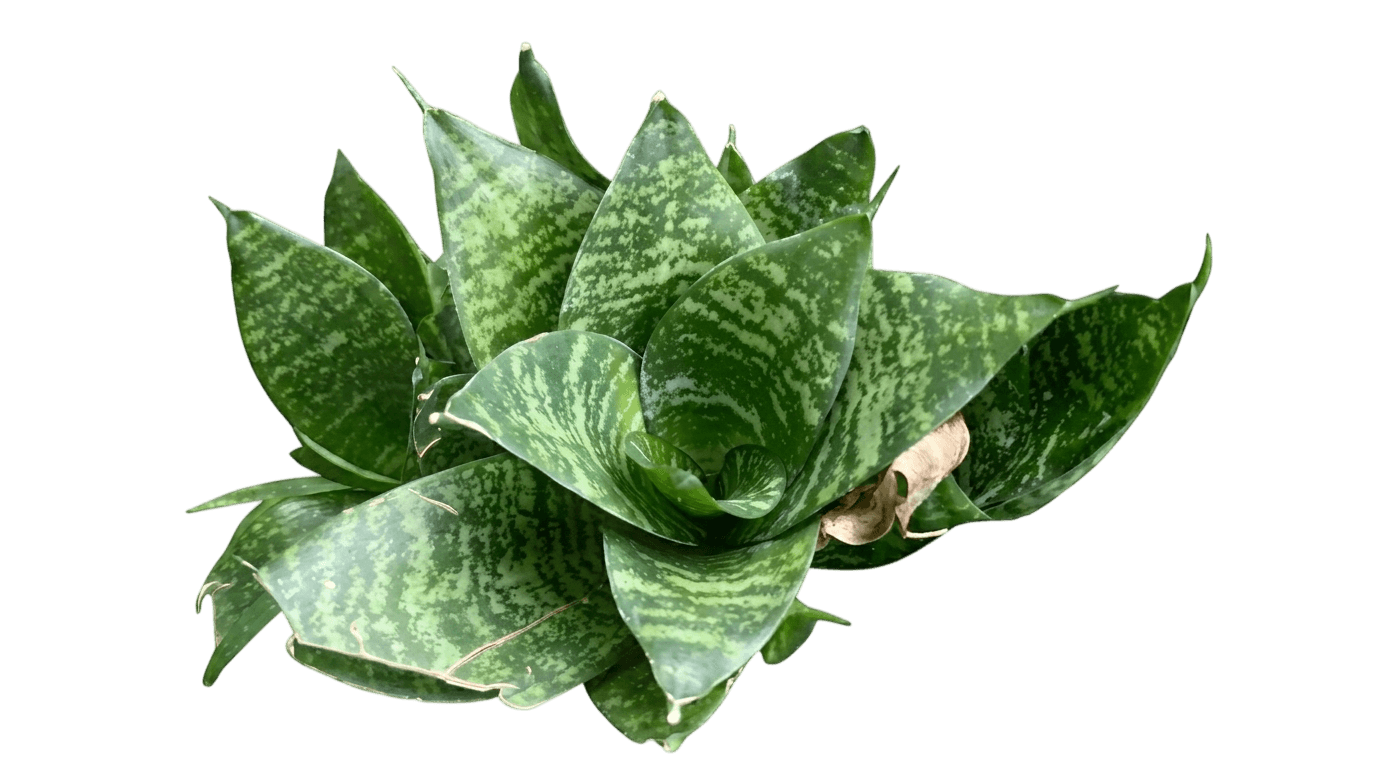 Bird'S Nest Snake Plant (Dracaena Trifasciata 'Hahnii') - Indoor Plants