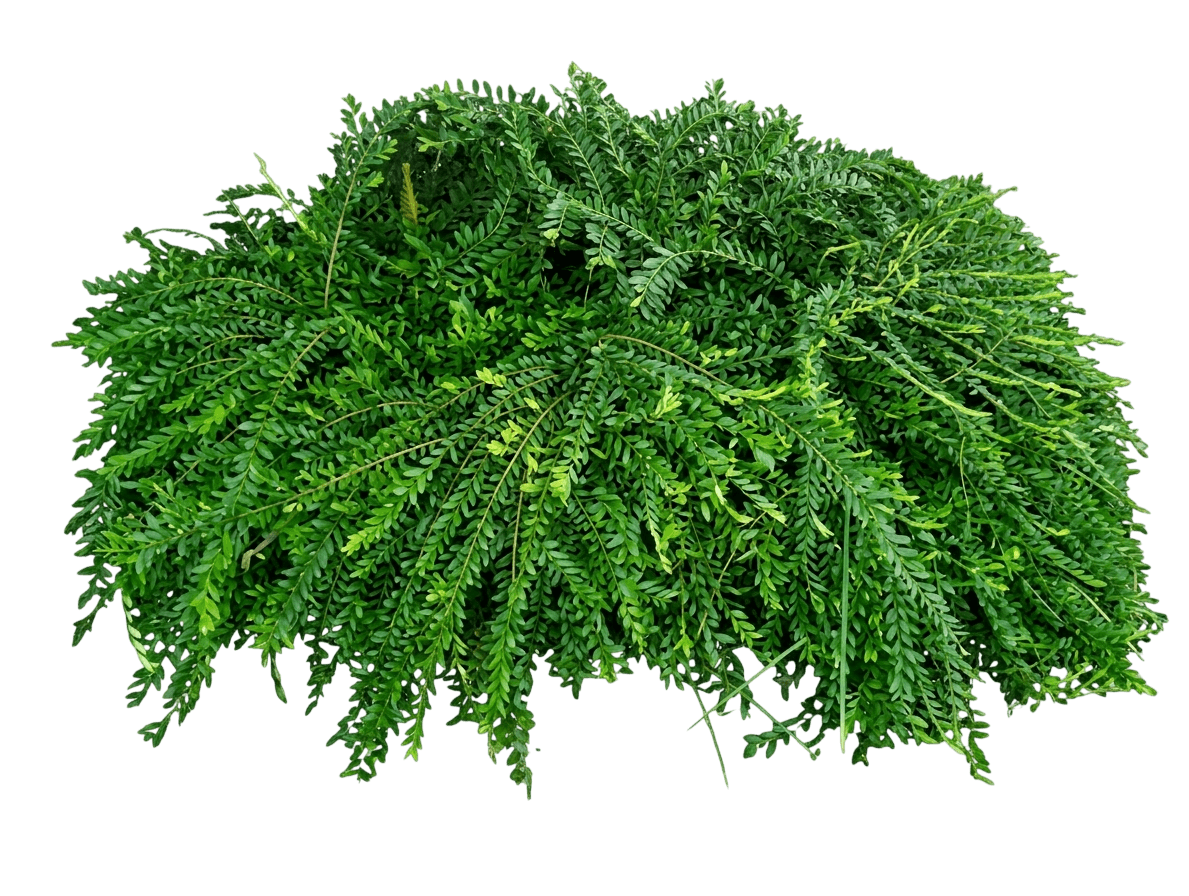 Waterfall Plant (Phyllanthus Multiflorus 'Waterfall Plant') - Ground Layers