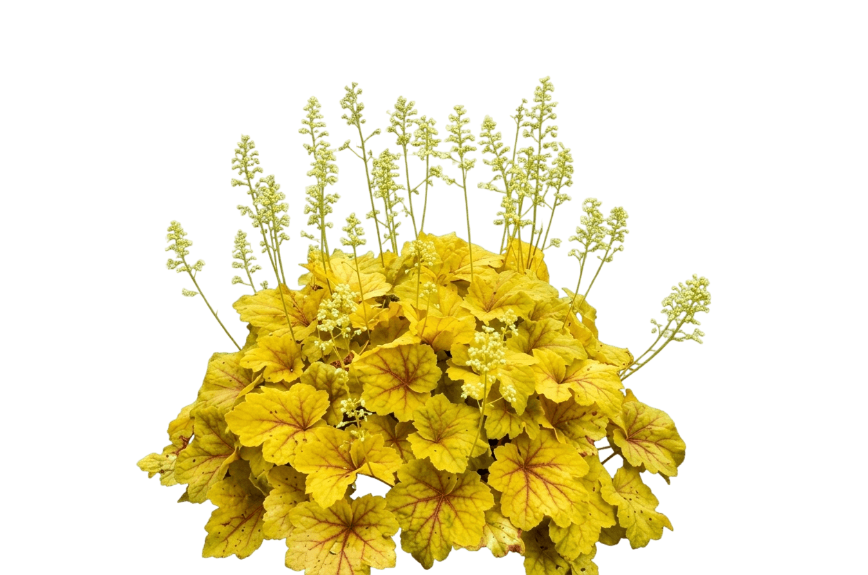 Electra Coral Bells (Heuchera 'Electra') - Perennials