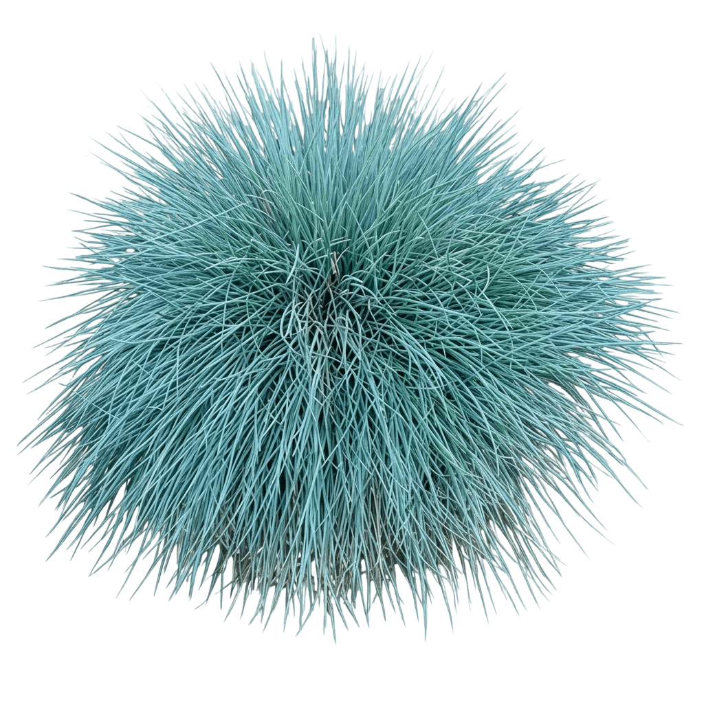 Blue Fescue (Festuca Glauca 'Cool As Ice') - Grasses