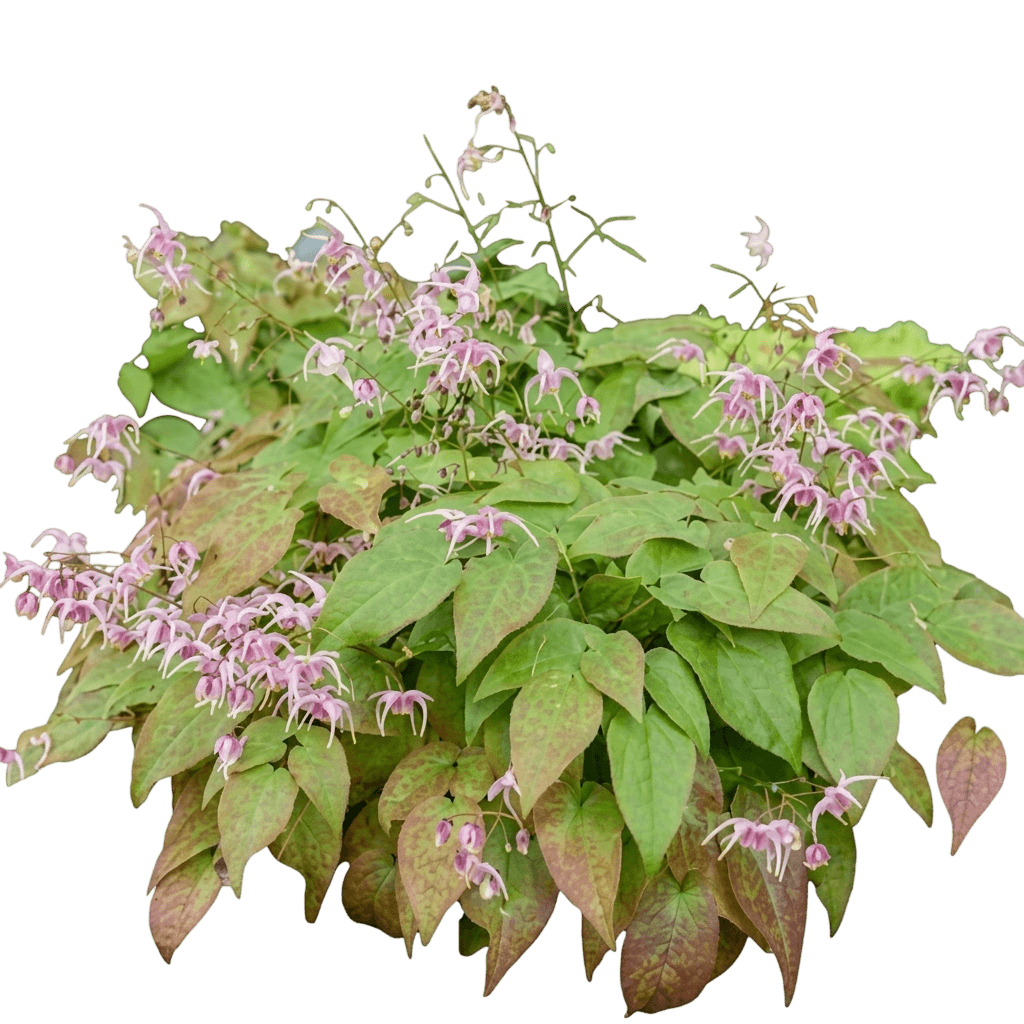 Pink Elf Barrenwort (Epimedium × Pp 17,228 Var. X 'Pink Elf') - Perennials