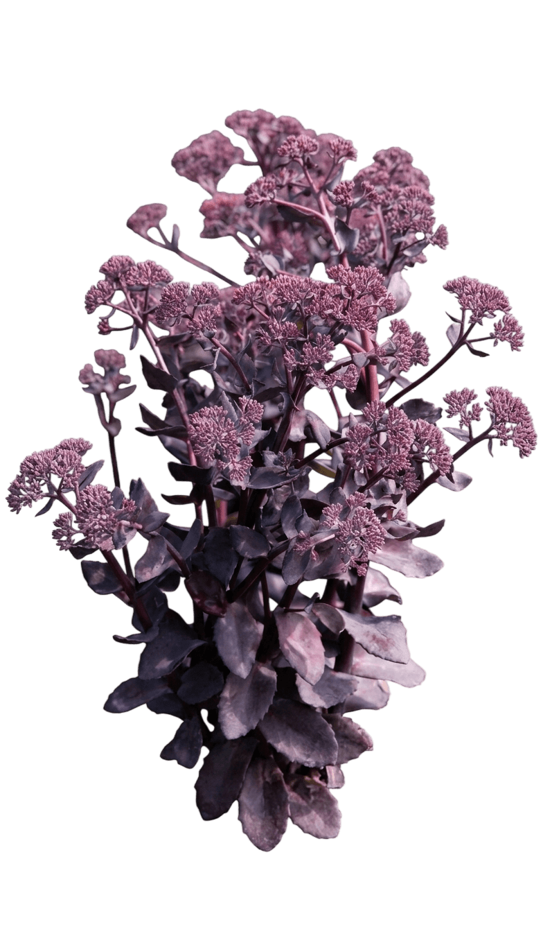 Dark Magic Stonecrop (Hylotelephium Telephium 'Dark Magic') - Perennials