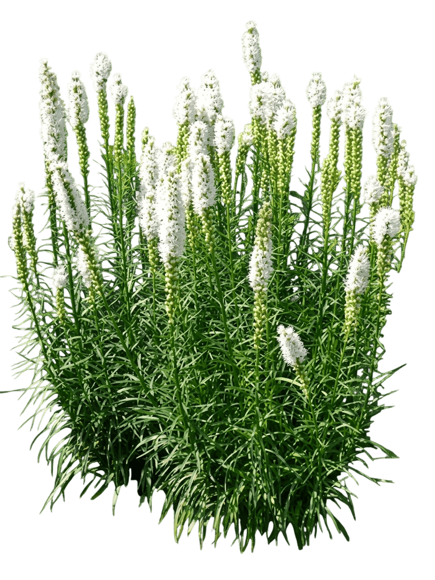 Gayfeather, White (Liatris Spicata 'Alba') - Perennials