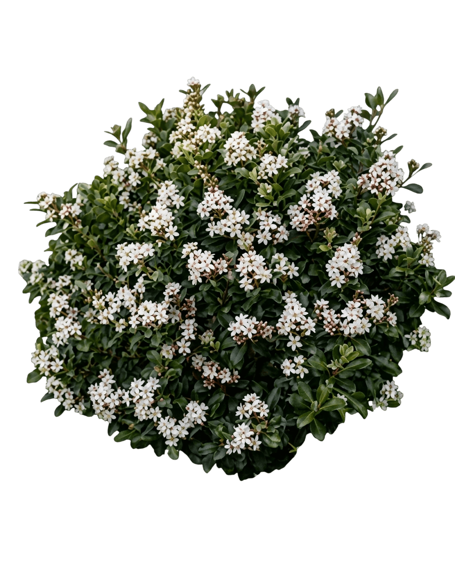 Snow Maiden (Rhaphiolepis 'Snow Maiden') - Ground Layers