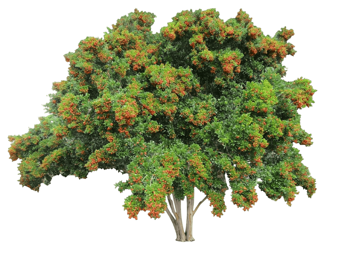 Simpson's Stopper (Myrcianthes Fragrans) - Evergreen trees