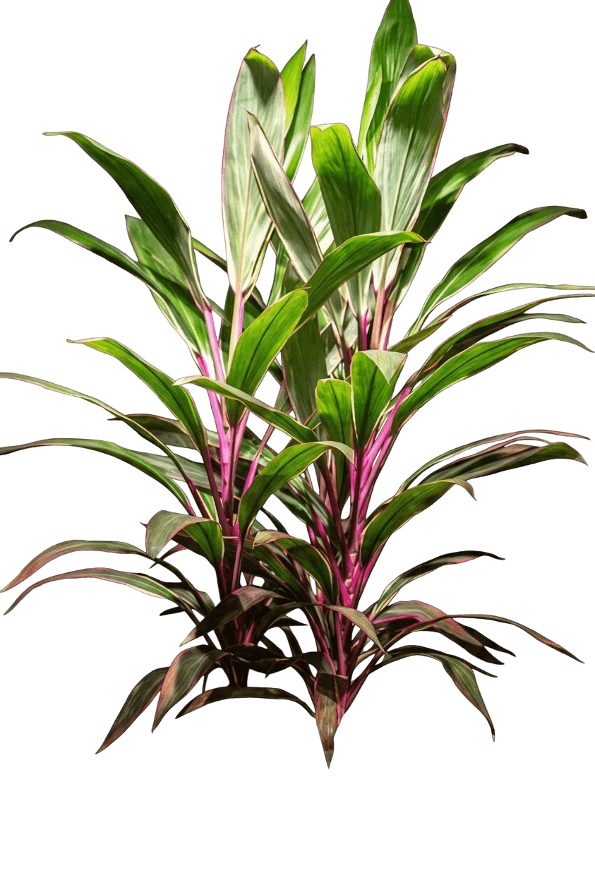 Pink Diamond (Cordyline 'Pink Diamond') - Ground Layers